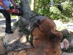 bomen rooien in Gassel